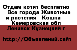 Отдам котят бесплатно  - Все города Животные и растения » Кошки   . Кемеровская обл.,Ленинск-Кузнецкий г.